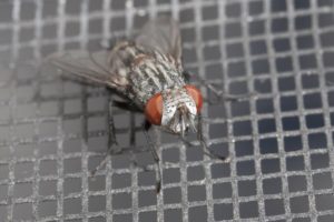 flies in the home
